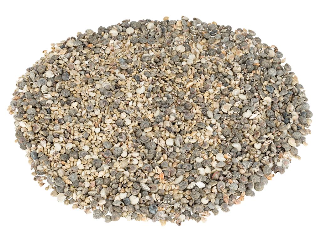 Muschelmix Mini 500 g 0,5-2 cm kleine Bastelmuscheln Mosaik Karten Schmuck Deko