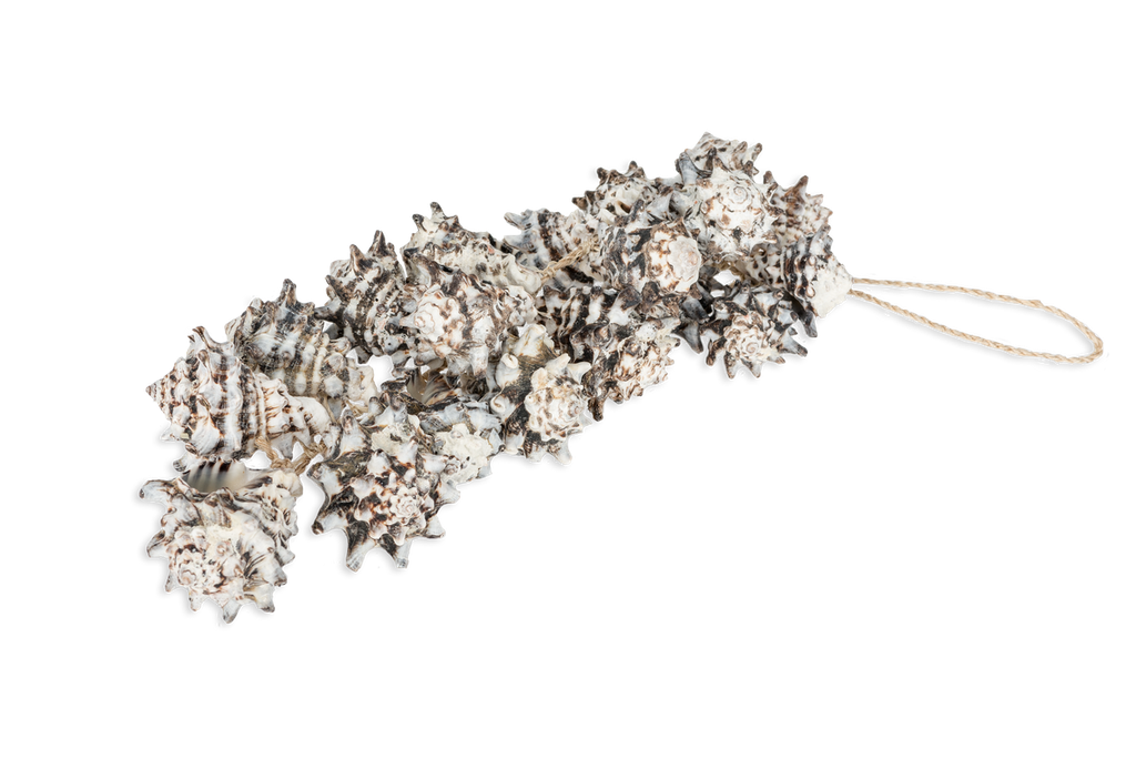 Vasum cornigerum Dekohänger ca. 25 cm Muschel zum Aufhängen maritim Fensterdeko