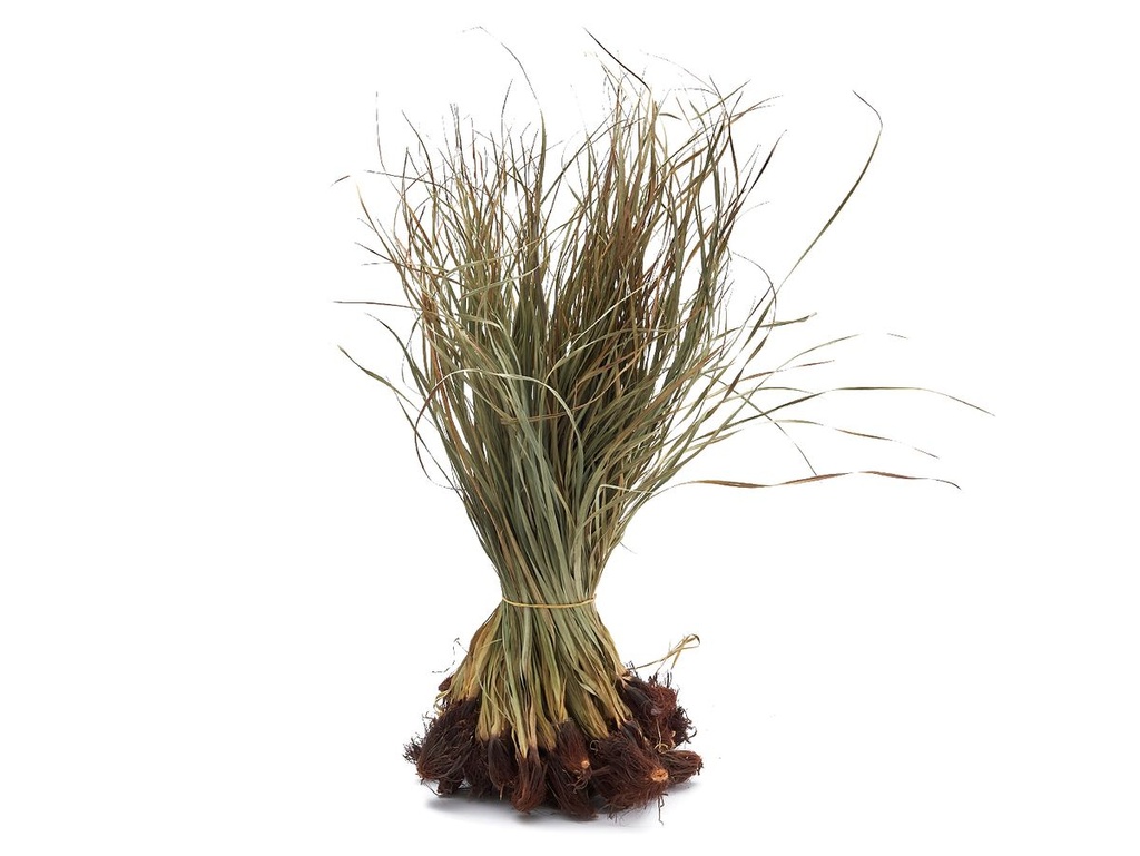 Tiririca gerade, Länge ca. 50-60cm, im Bund mit  500g | Cyperus rotundus