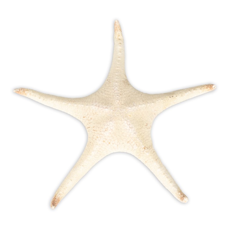 Poraster superbus 25-30 cm großer Seestern Deko maritim Wanddeko getrocknet