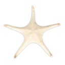 Poraster superbus 25-30 cm großer Seestern Deko maritim Wanddeko getrocknet