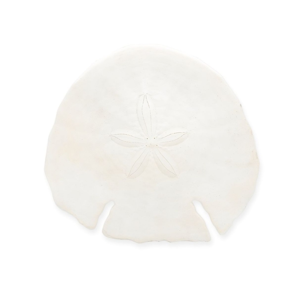 Sanddollar Pfeilspitzen ca. 14 cm Echinodiscus Seeigel maritime Deko Natur groß