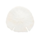 Sanddollar Pfeilspitzen ca. 14 cm Echinodiscus Seeigel maritime Deko Natur groß