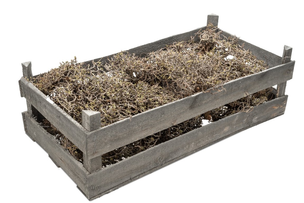 Mauskraut Deko-Zweige natur 1,9 kg in der Holzkiste Natur Naturdeko Dekoration
