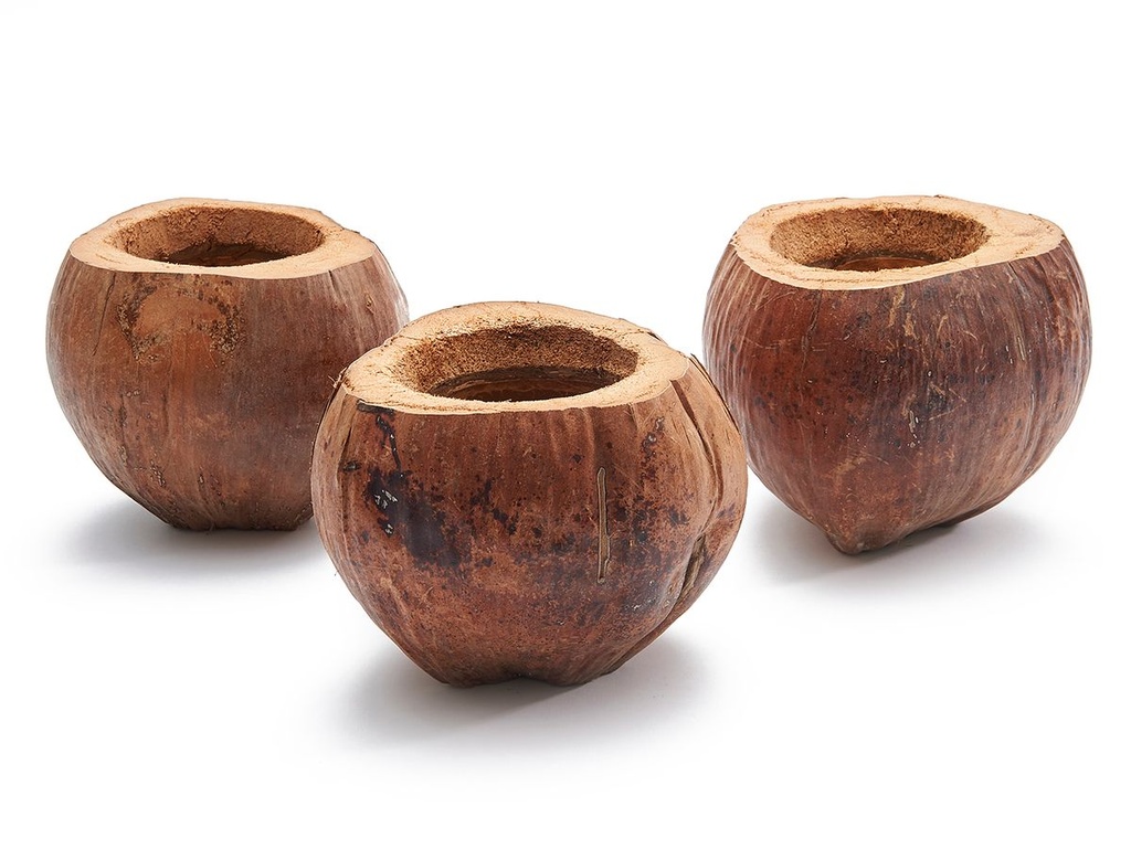 Kokos Pflanzentopf Ø 15-17cm | Deko Kokosnuss