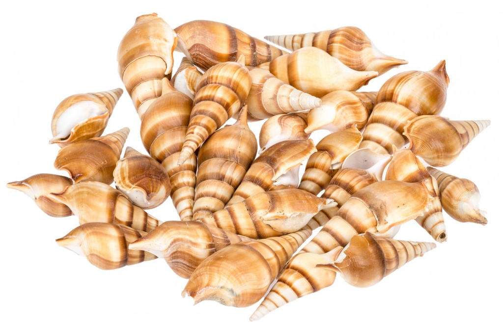 Tibia curta 1 kg 10-12 cm Spindelschnecke Schneckenhäuser Deko maritim Vitrine