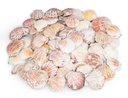 Pecten vexillum 0,5 kg 4-6 cm ca. 60-70 Stück Kammmuscheln Hochzeit Deko Basteln