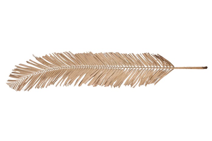 Palmenblatt in Natur, Größe ca. 120cm | Palmenwedel