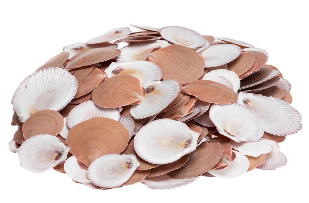 Amusium japonicum 1 kg 4-8 cm flache Kammmuscheln Mosaik Tischkarte Deko Schale