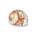 Turbo sarmaticus natur ca. 7 cm Schneckenhaus gestreift Turbanschnecke Deko Meer