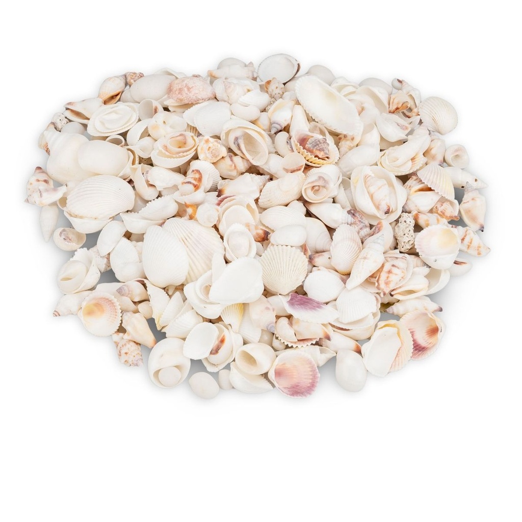 Muschelmix weiß 1 kg 1-6 cm weiße Muscheln Schneckenhäuser Hochzeit Deko maritim