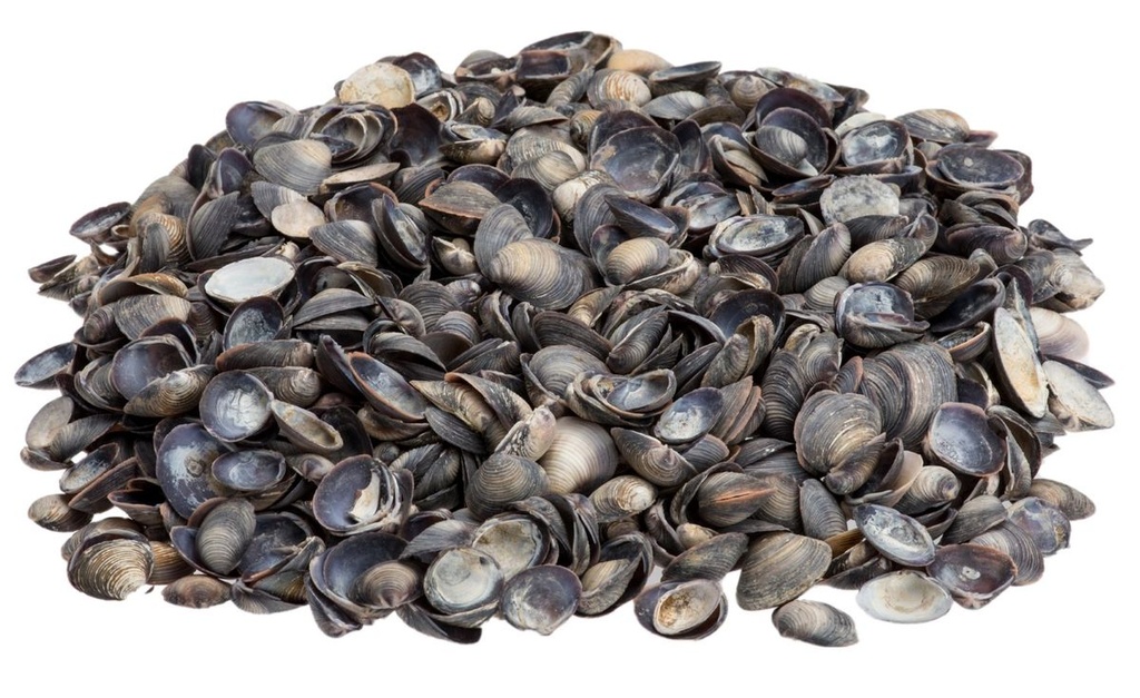 Teleria similes 0,5 kg 2-3 cm violett schimmernde Muschelschalen Deko maritim