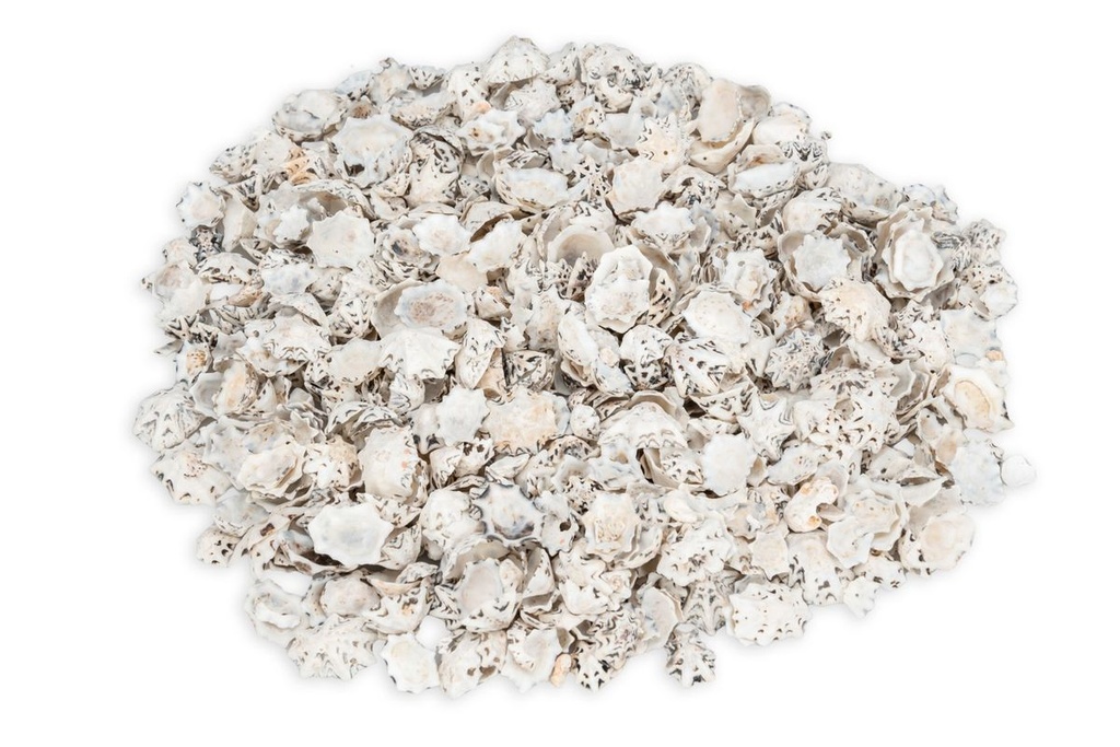 Patelloida saccharina 0,5 kg 1-2 cm Napfschnecken sternförmig Mosaik Basteln