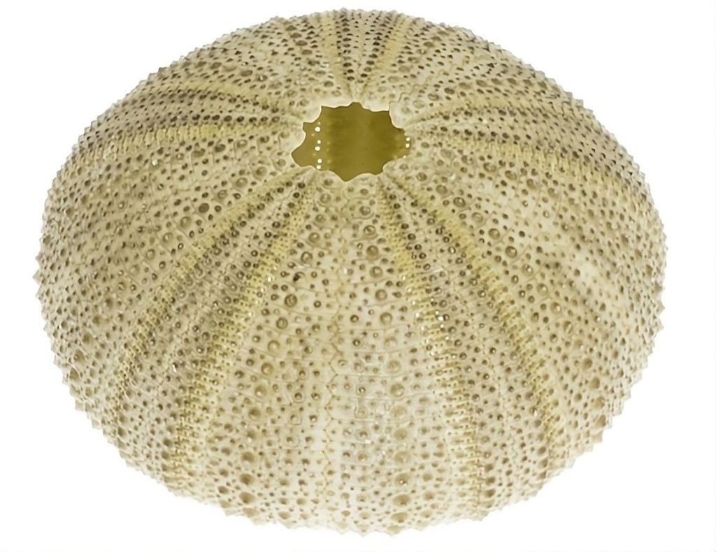 Strongylocentrotus droebachiensis ca. 5 cm Seeigelgehäuse grün Tillandsien Deko
