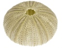 Strongylocentrotus droebachiensis ca. 5 cm Seeigelgehäuse grün Tillandsien Deko