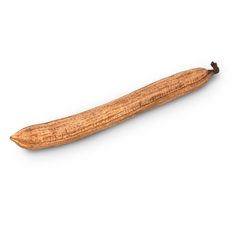 Stick Fruit Oberfläche ist geschliffen, Länge ca. 30-50cm | Cassia javanica