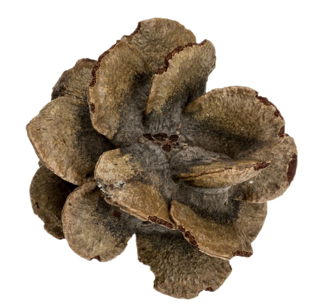 Banksia Zapfen 5-7 cm Banksia laricina Rosen Banksia Australien Trockendeko Deko