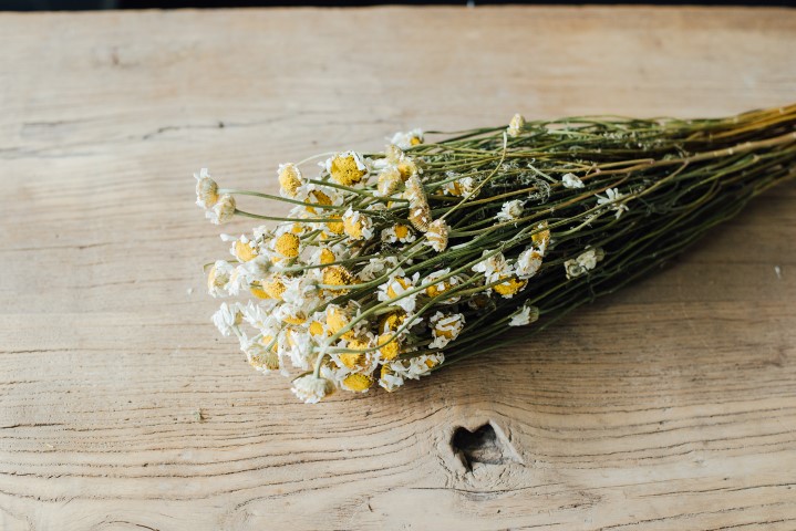 Ammobium alatum getrocknet mit Blüten ca. 60cm | Papierknöpfchen