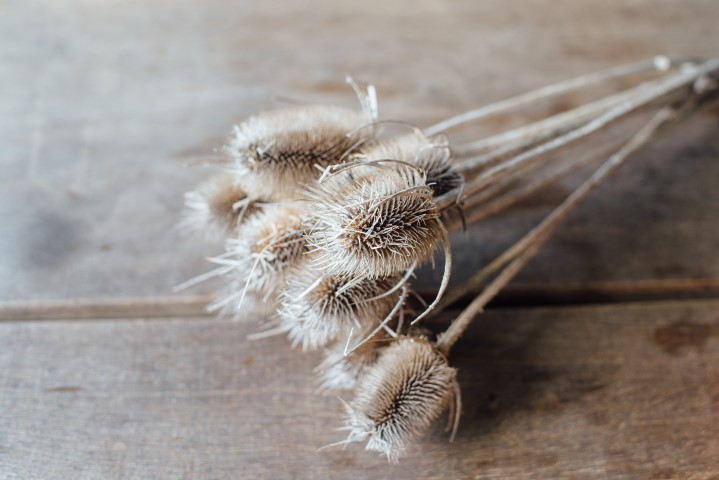 Dipsacus fullonum im Bund mit 7 Stück ca. 40-50cm | Wilde Karde