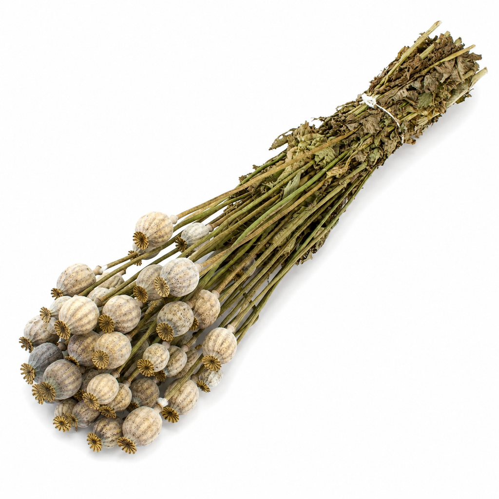 Mohnkapseln getrocknet im Bund 150 g ca. 60 cm Papaver Trockenblumen Deko Vase