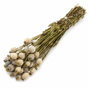 Mohnkapseln getrocknet im Bund 150 g ca. 60 cm Papaver Trockenblumen Deko Vase
