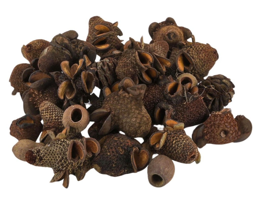 Banksia Zapfen und Eukalyptus Früchte im Mix, verpackt im Beutel mit 1kg