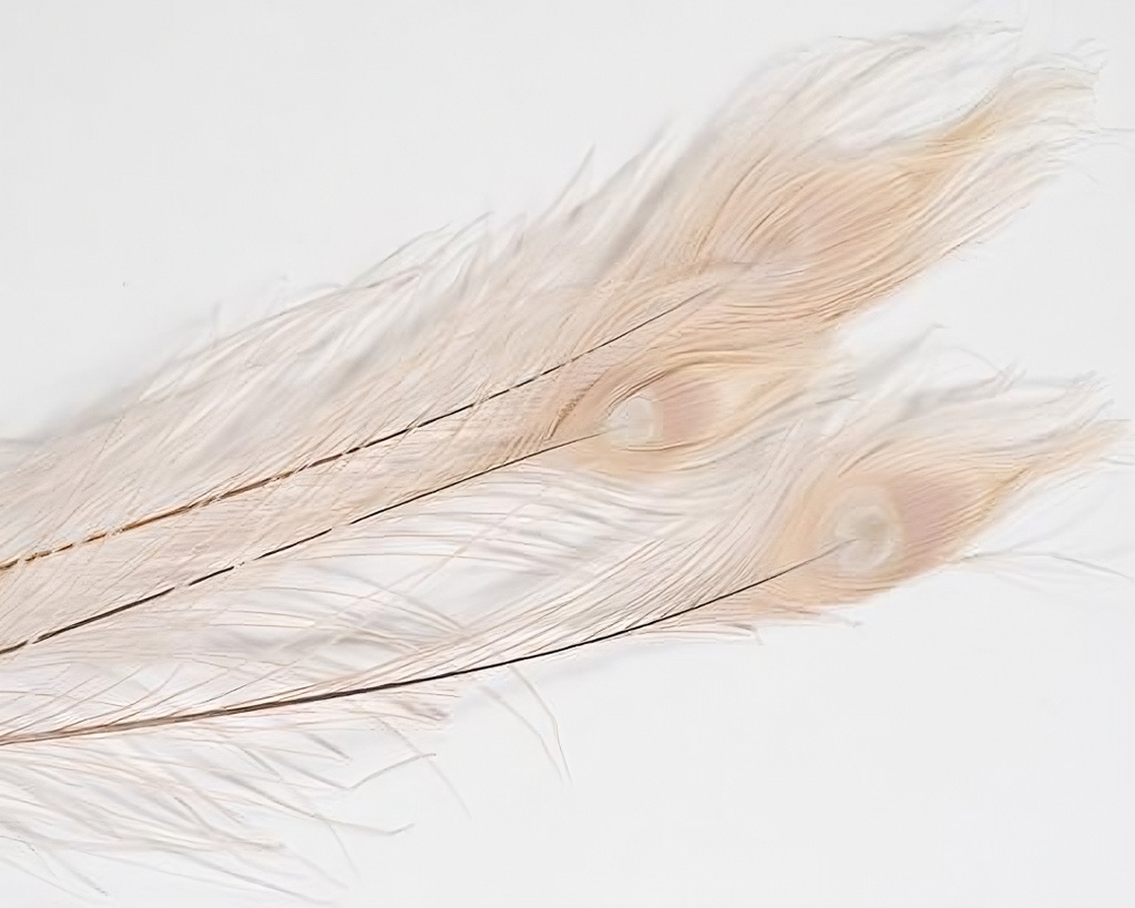 Pfauenfeder, gebleicht, 1 Stück, Größe ca. 90-100cm | Weiße Pfauenfeder