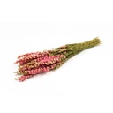 Delphinium natur pink im Bund ca. 60cm | Rittersporne getrocknet