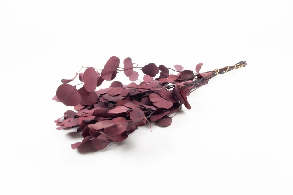 Eucalyptus Populus, konserviert, in Rot, im Bund, Länge ca. 60cm