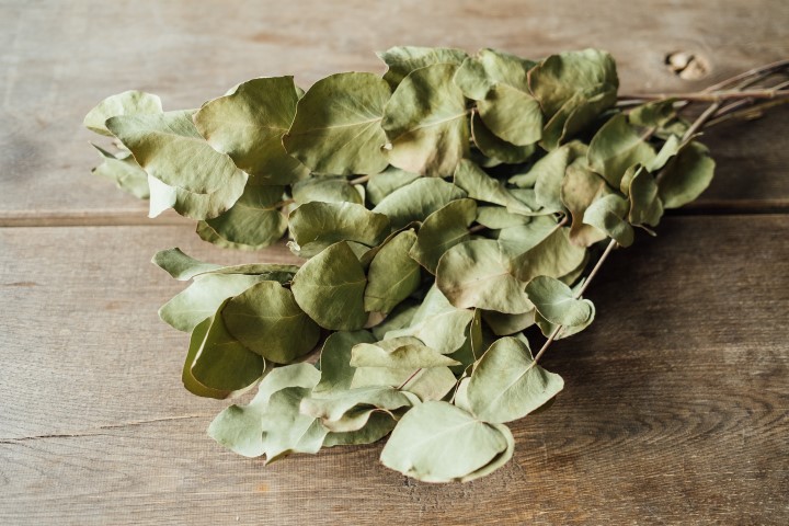 Eucalyptus cinerea, in Grün, getrocknet, im Bund, Länge ca. 55cm