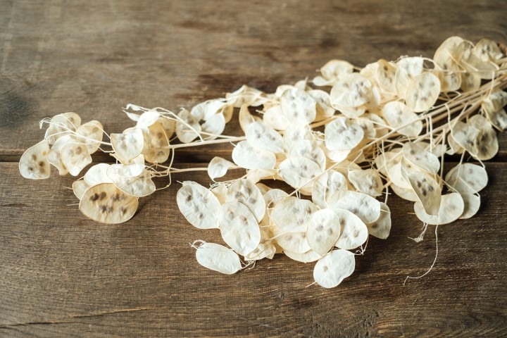 Lunaria im Bund, Größe ca. 80cm | Silberblatt