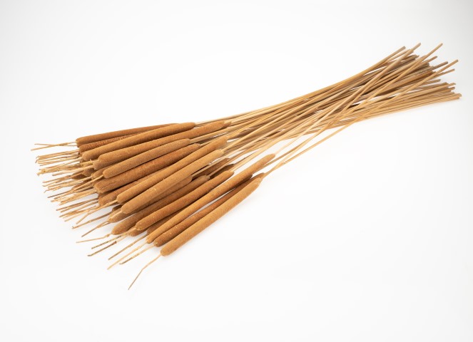 Rohrkolben Bund 50 Stück ca. 70 cm Typha Schilfkolben Trockenblumen Deko Natur