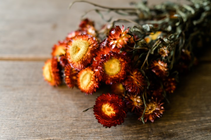 Helichrysum, naturbelassen, in Rot, im Bund, Länge ca. 50cm