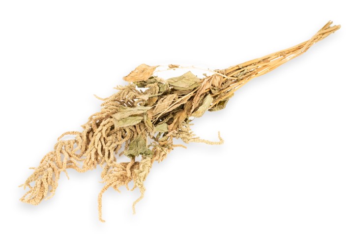 Amaranthus in Natur, getrocknet, im Bund, Größe ca. 70-80cm | Amaranthus caudatus