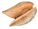 Woody Pear ca. 7 cm Xylomelum occidentale Holzbirne Australien Trockendeko Exot