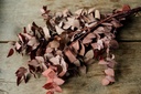 Eucalyptus stuartiana, konserviert, in Rot, im Bund, Größe ca. 60cm | Eukalyptus-Zweige