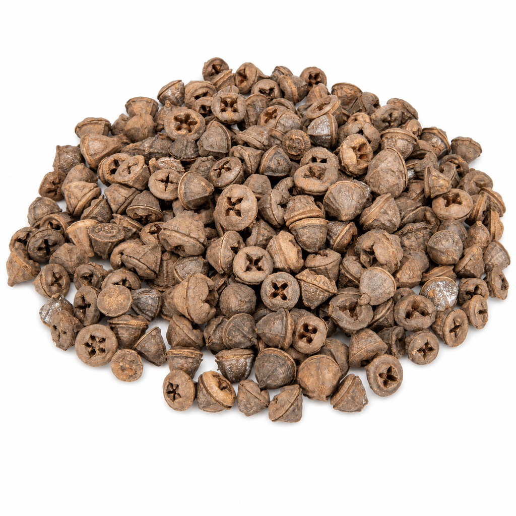 Eukalyptus globulus Früchte 0,5 kg ca. 200-230 Stk 2 cm Trockendeko Kranz Deko