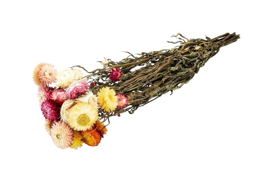 Helichrysum Mix im Bund, Länge ca. 50cm | getrocknete Strohblume