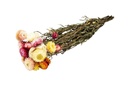 Helichrysum Mix im Bund, Länge ca. 50cm | getrocknete Strohblume