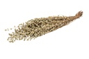 Oregano getrocknet im Bund ca. 50 cm