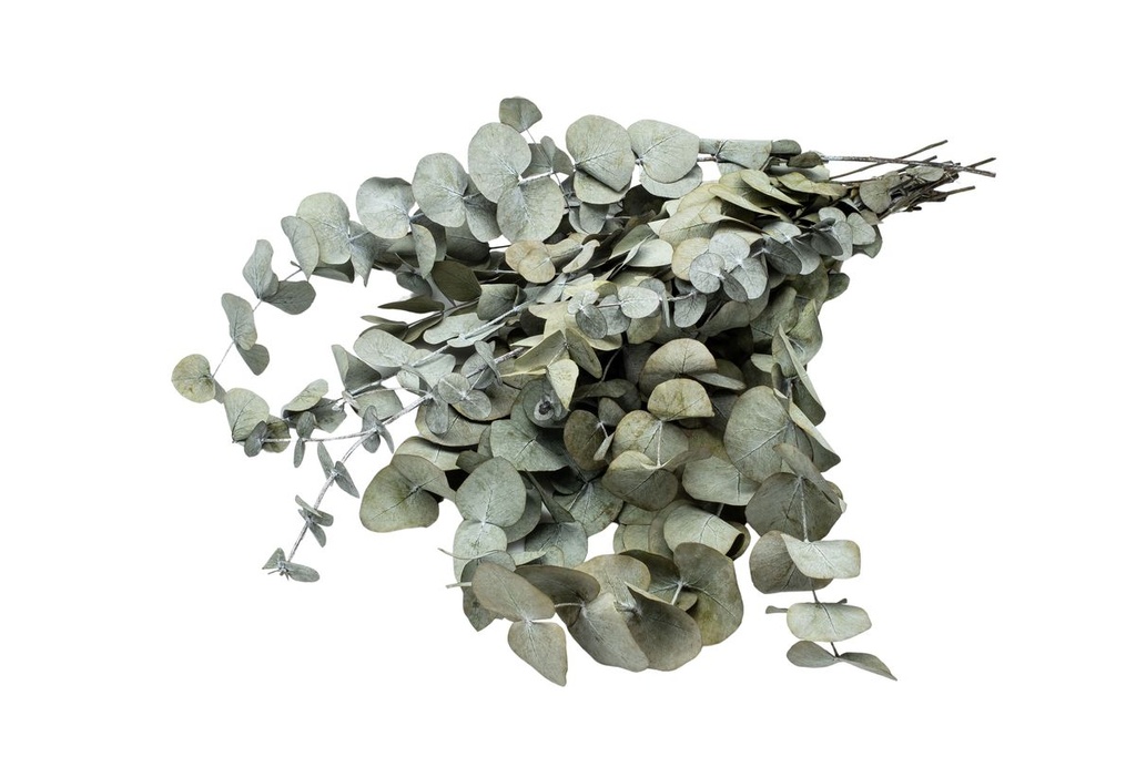 Eucalyptus silverdollar, konserviert, in Grün, im Bund, Länge ca. 60cm