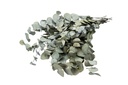 Eucalyptus silverdollar, konserviert, in Grün, im Bund, Länge ca. 60cm