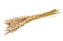 Wilder Salbei im Bund ca. 70cm | Dried Salvia Wild  | Salvia pratensis
