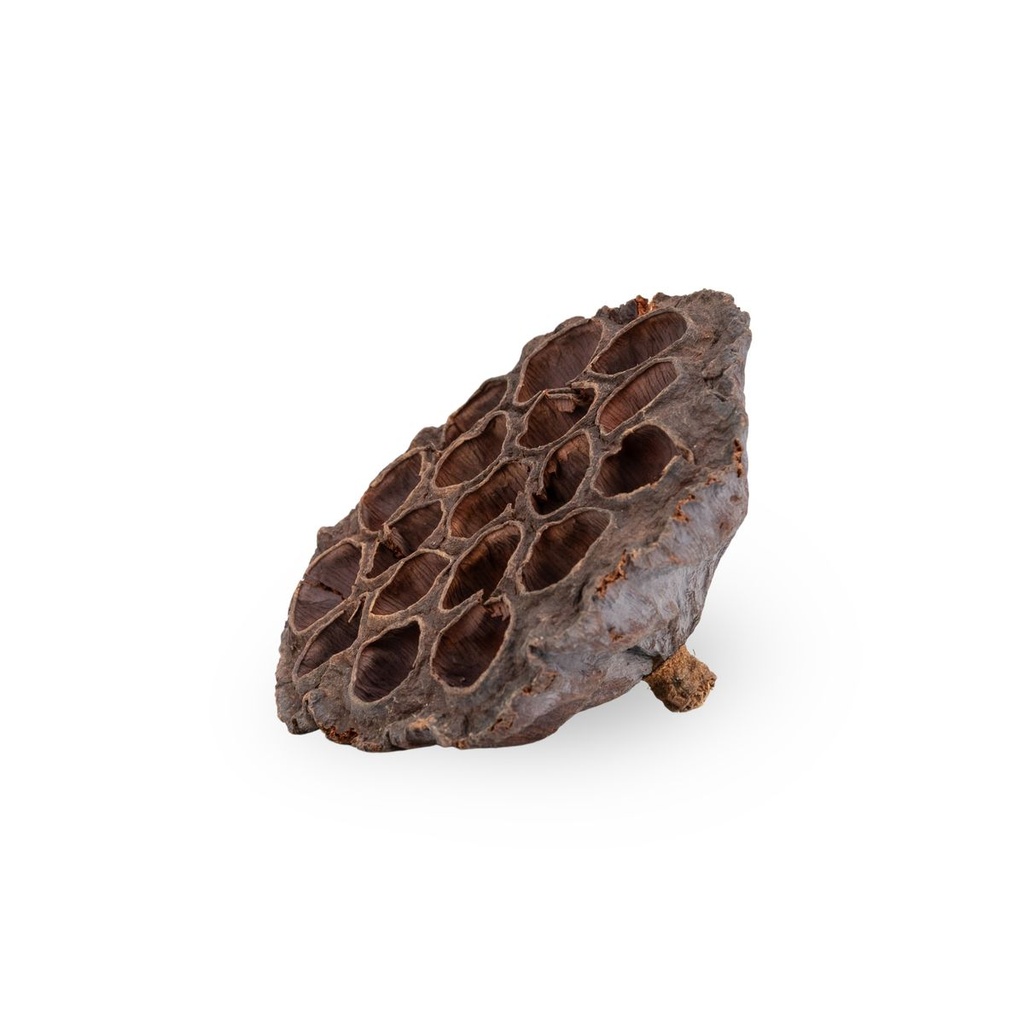 Lotoskolben groß natur 8-10 cm, Nelumbo nucifera Trockenblume Naturdeko