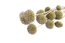 Eryngium planum in Natur, Länge ca- 40-60cm | Trockenblumen