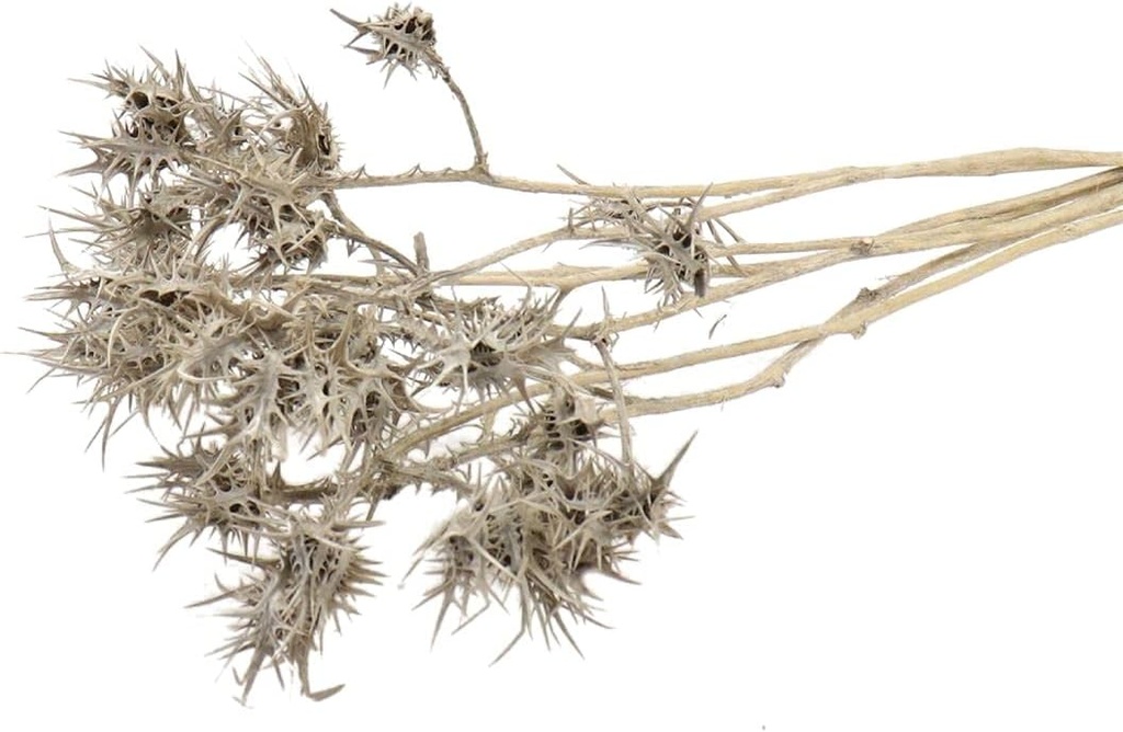 Eryngium amethystinum in Natur, Länge ca. 50cm | Trockenblumen