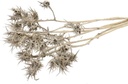 Eryngium amethystinum in Natur, Länge ca. 50cm | Trockenblumen
