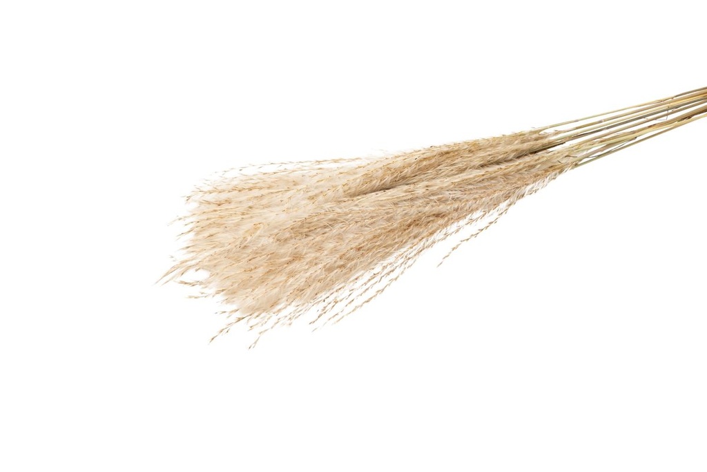 Fluffy-Silbergras, 10 Stiele, Größe ca. 60-70cm | Miscanthus sinensis