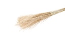 Fluffy-Silbergras, 10 Stiele, Größe ca. 60-70cm | Miscanthus sinensis