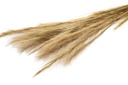 Fuchsschwanzgras, getrocknet, im Bund, Größe ca. 80-90cm | Alopecurus